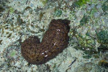 a sea cucumber!!! (i think)