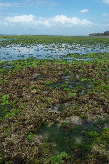 the bottom of the indian ocean along the coast