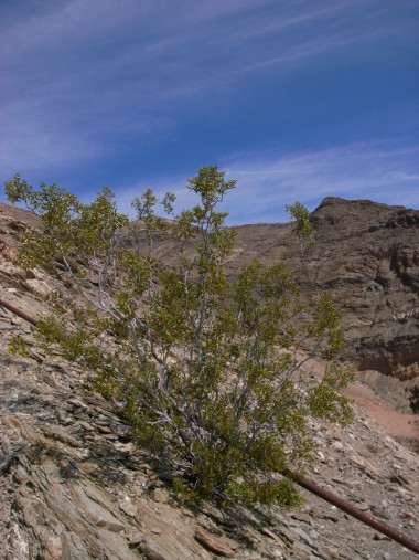 A living bush in Death Valley