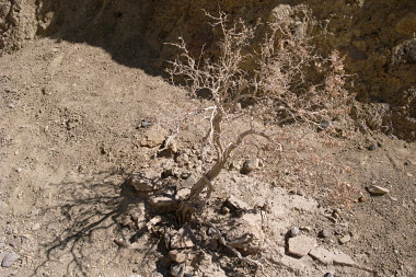 Dead bush in Golden Canyon