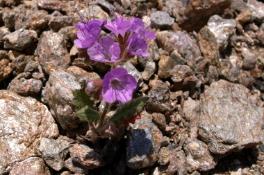A purple mat flower