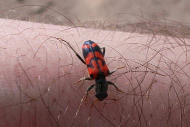 Red and black bug