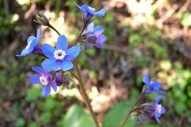 little blue flower