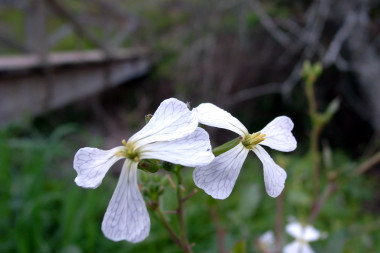 white flowers with veined petals