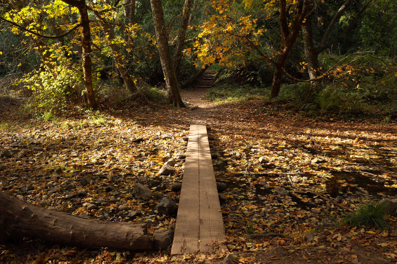 Hiking the Dipsea from Mill Valley to Stinson Beach and back again