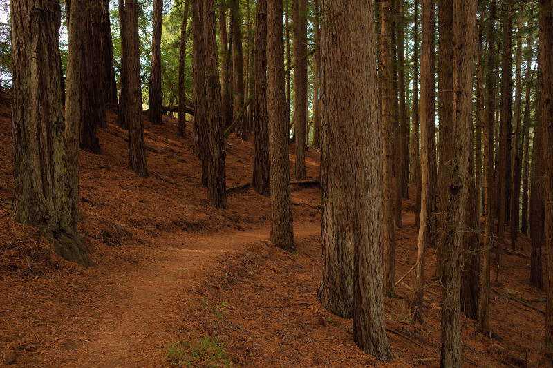 Hiking the Dipsea from Mill Valley to Stinson Beach and back again