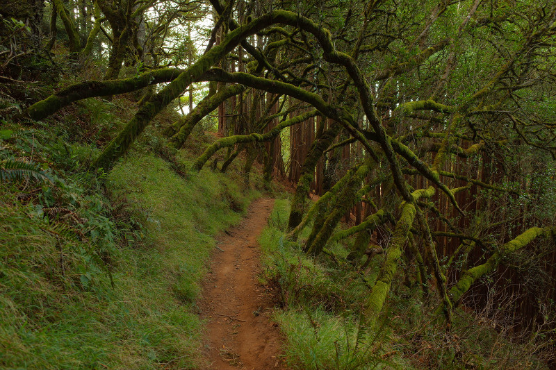 Hiking the Dipsea from Mill Valley to Stinson Beach and back again