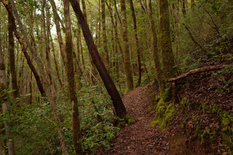 El Corte de Madera Creek Preserve trail