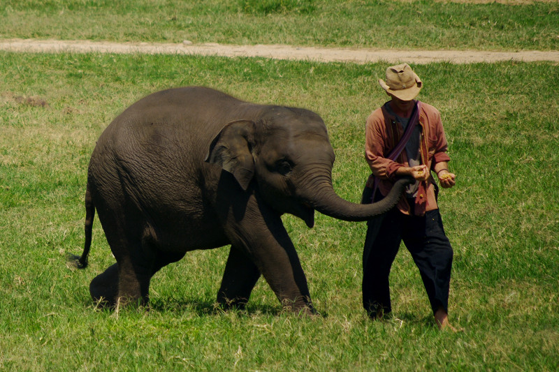 Young elephant trying to get treat from mahout at Elephant Nature Park in Chiang Mai, Thailand