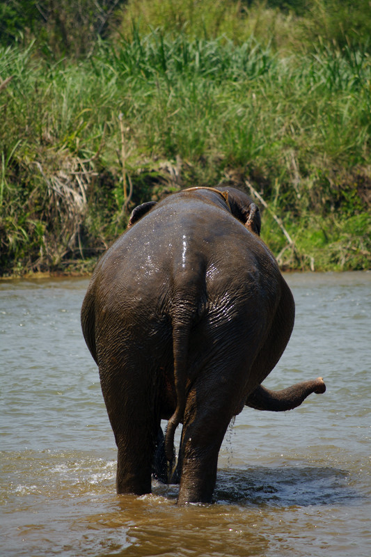 Elephant butt in the river at Elephant Nature Park in Chiang Mai, Thailand