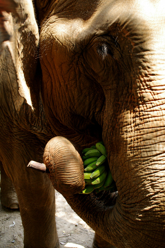 Close up of an elephant eating bananas at Elephant Nature Park in Chiang Mai, Thailand