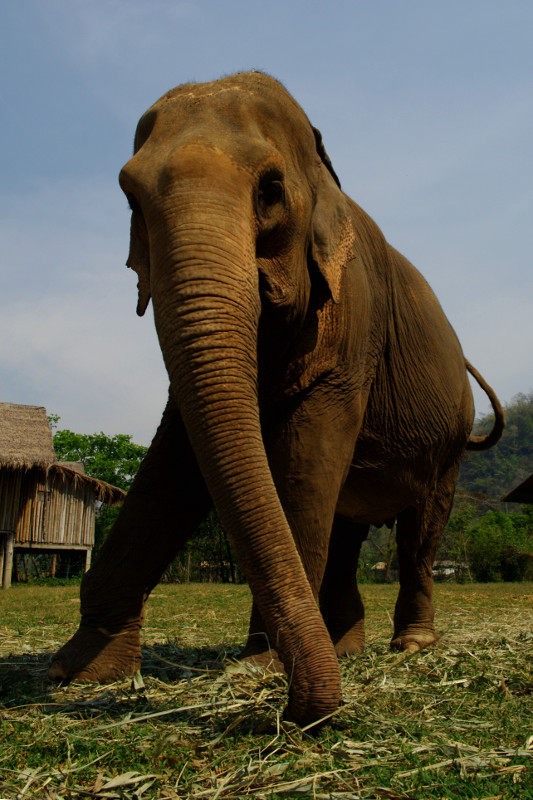 Looking up at an elephant from ground level at Elephant Nature Park in Chiang Mai, Thailand