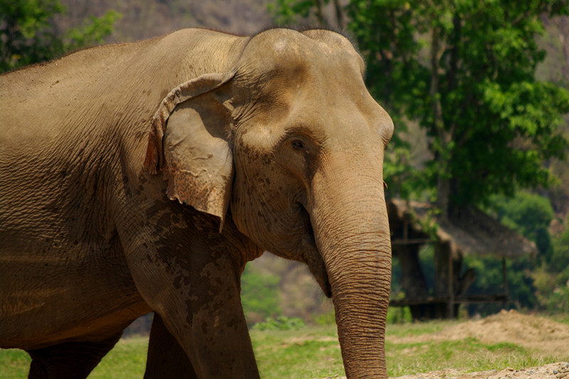 Elephant portrait at Elephant Nature Park in Chiang Mai, Thailand