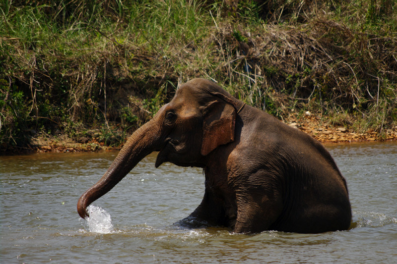 Elephant sitting in river at Elephant Nature Park in Chiang Mai, Thailand