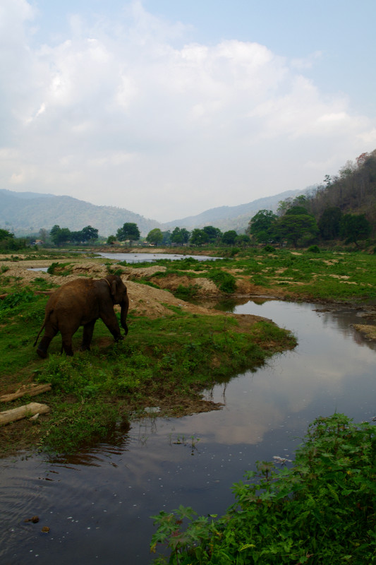 Elephant walking by the river at Elephant Nature Park in Chiang Mai, Thailand