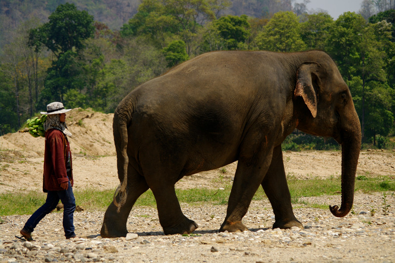 Elephant walking with mahout to the river at Elephant Nature Park in Chiang Mai, Thailand