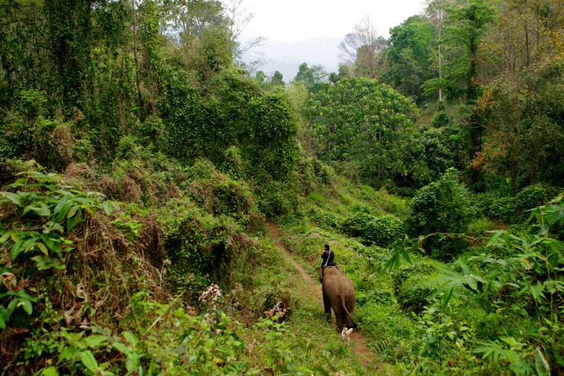 Hiking with the elephants to the Elephant Haven at Elephant Nature Park in Chiang Mai, Thailand