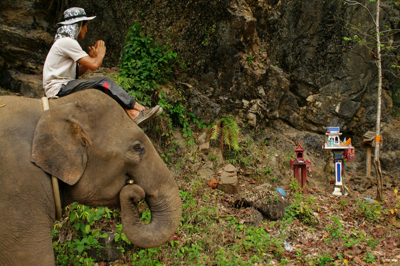 Hope's mahout pays respect to Buddhist shrines on the way to Elephant Haven at Elephant Nature Park in Chiang Mai, Thailand