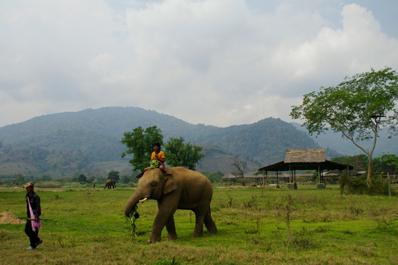 Elephant with two mahouts at Elephant Nature Park in Chiang Mai, Thailand