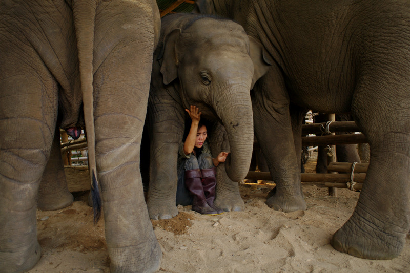 Sangduen 'Lek' Chailert singing elephants to sleep at Elephant Nature Park in Chiang Mai, Thailand