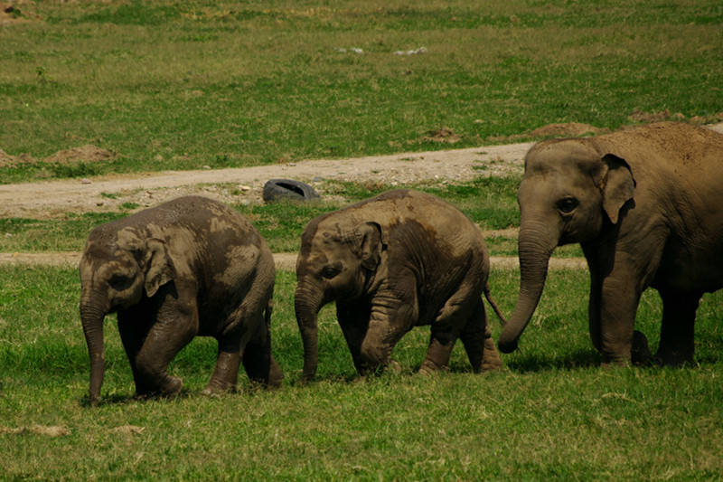 Two elephant kids heading to the river at Elephant Nature Park in Chiang Mai, Thailand