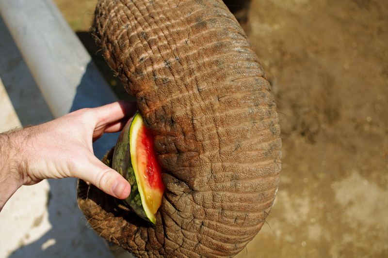 Feeding watermelon to an elephant at Elephant Nature Park in Chiang Mai, Thailand