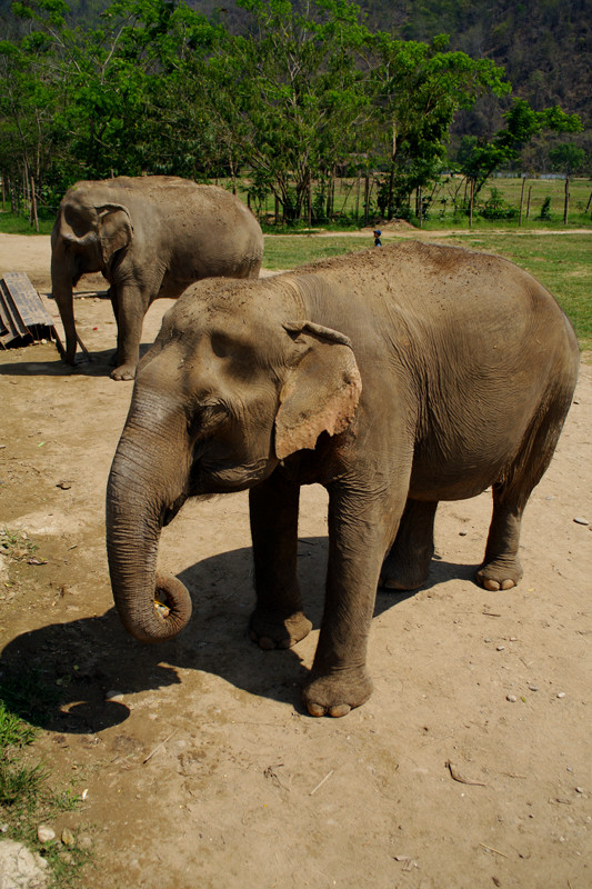 Two elephants taking a break from eating at Elephant Nature Park in Chiang Mai, Thailand