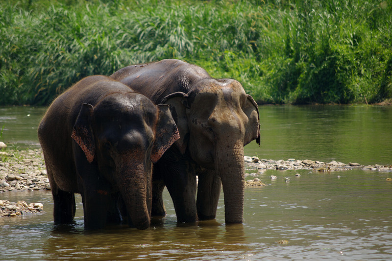 Naturalistic shot of two elephants in the river at Elephant Nature Park in Chiang Mai, Thailand