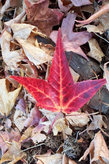 perfect red leaf