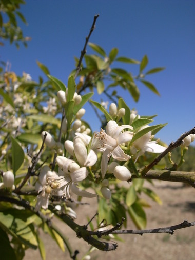 Orange blossoms