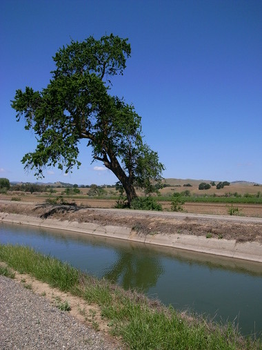 Tree over irrigation canal