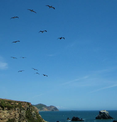 Flock of pelicans approaching