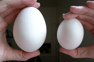 Goose egg vs chicken egg