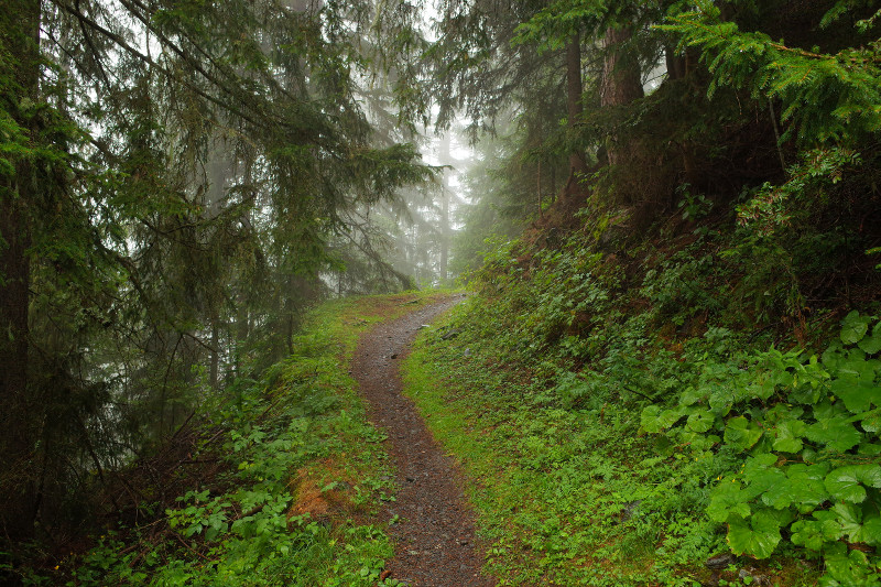 In the forest and fog on the GR5