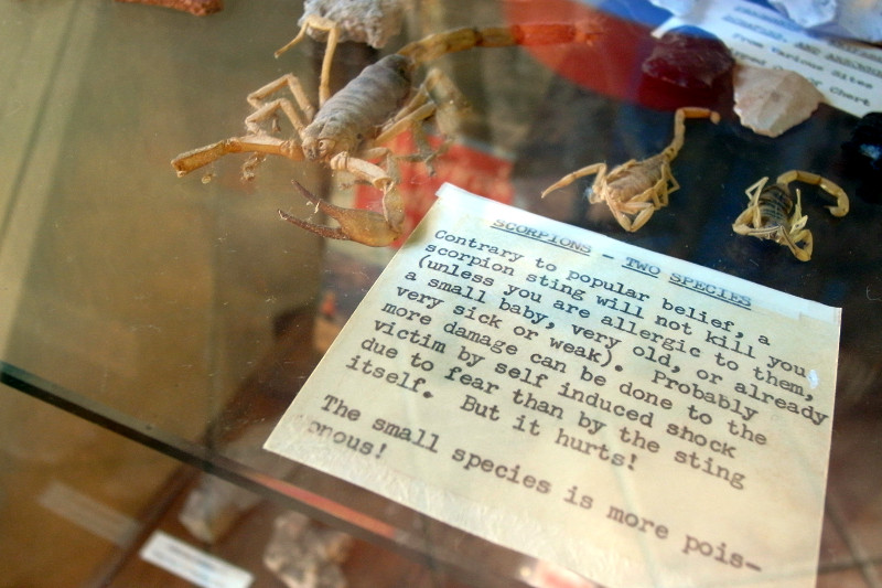 Scorpion display at Phantom Ranch in the Grand Canyon