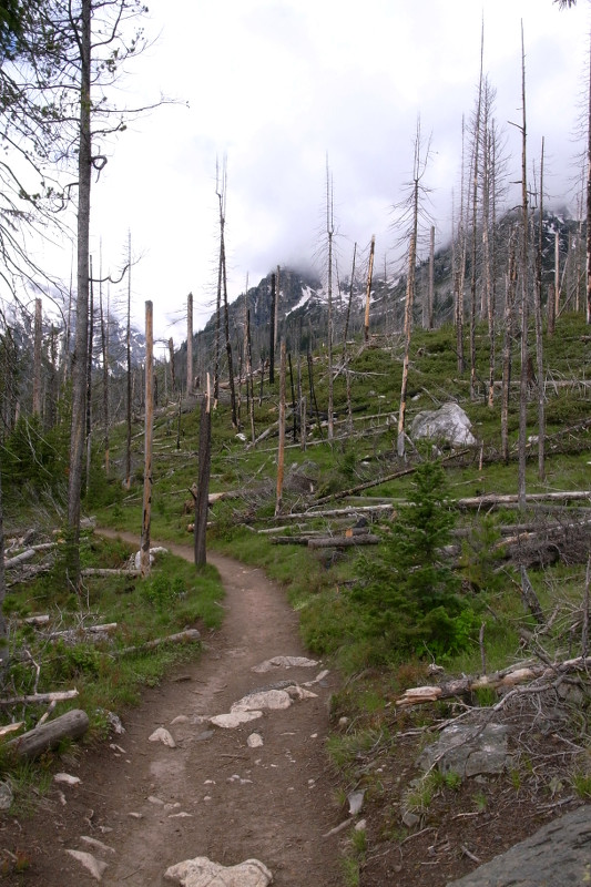 The remains of a forest fire in Grand Teton National park