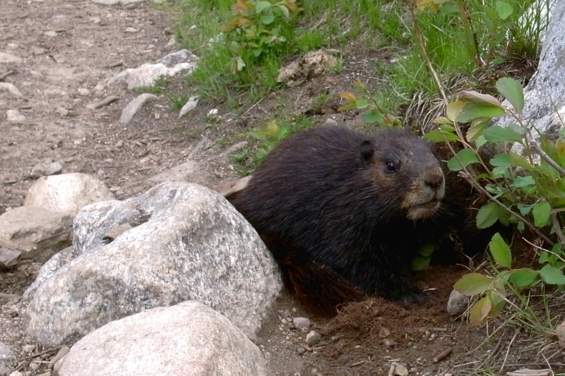 Marmot