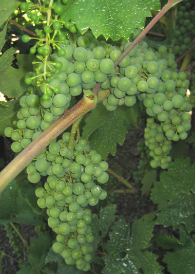 grapes growing on the vine at Segehsio Family Vineyards