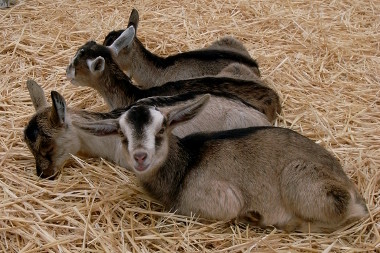 Baby goats cuddling to stay warm