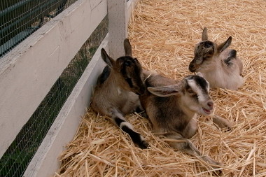 First glimpse of the baby goats