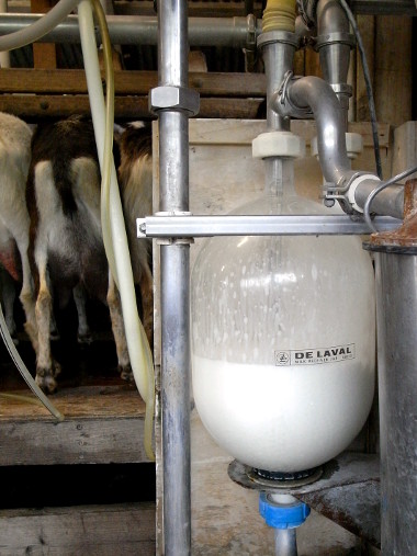 Freshly milked goat milk