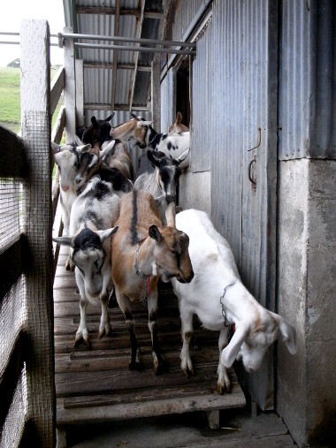 Goats all down with milking