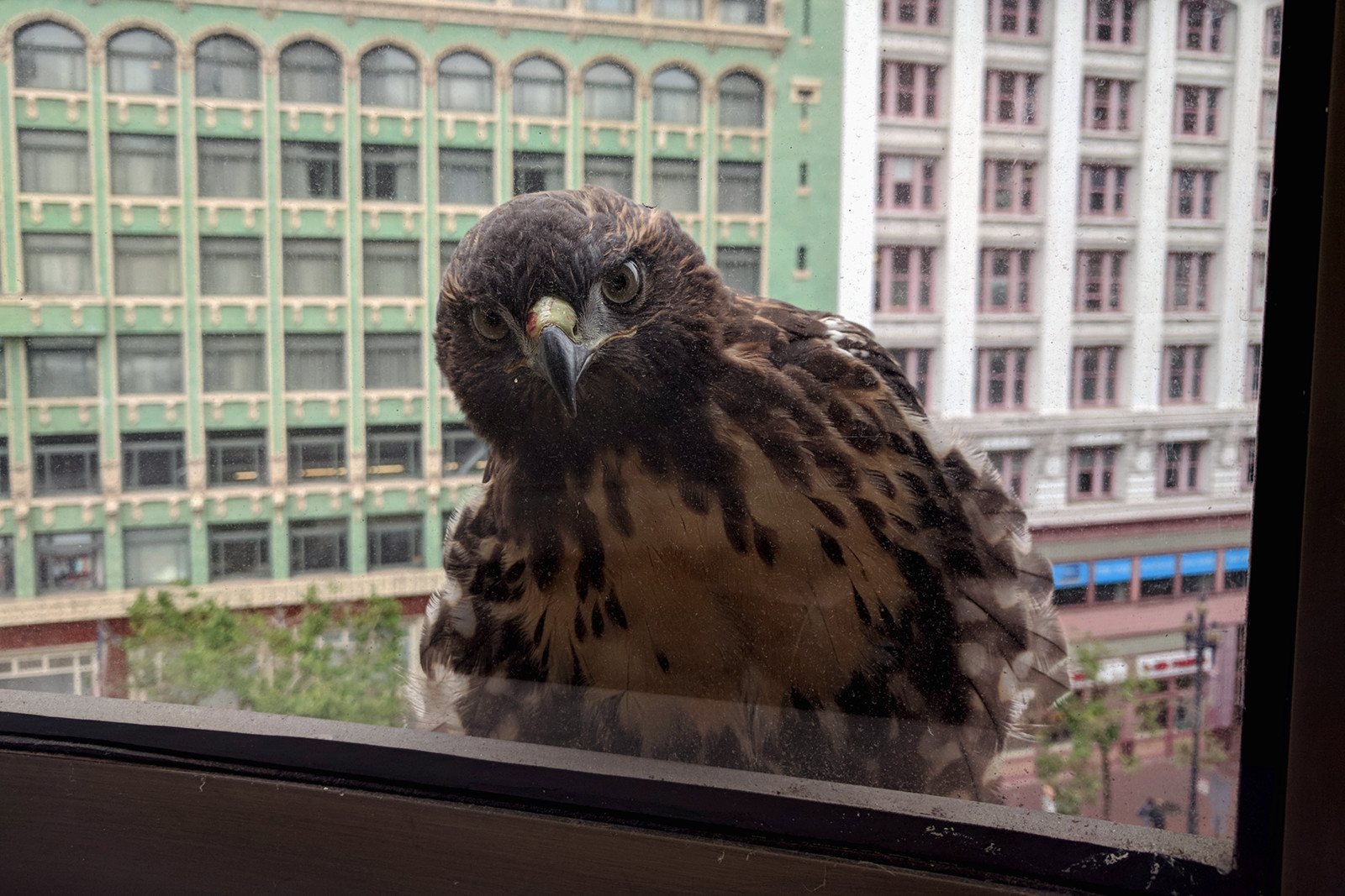Hawk in San Francisco curious