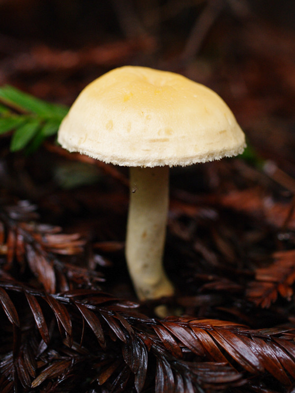 Hedgehog mushroom (Hydnum umbilicatum)