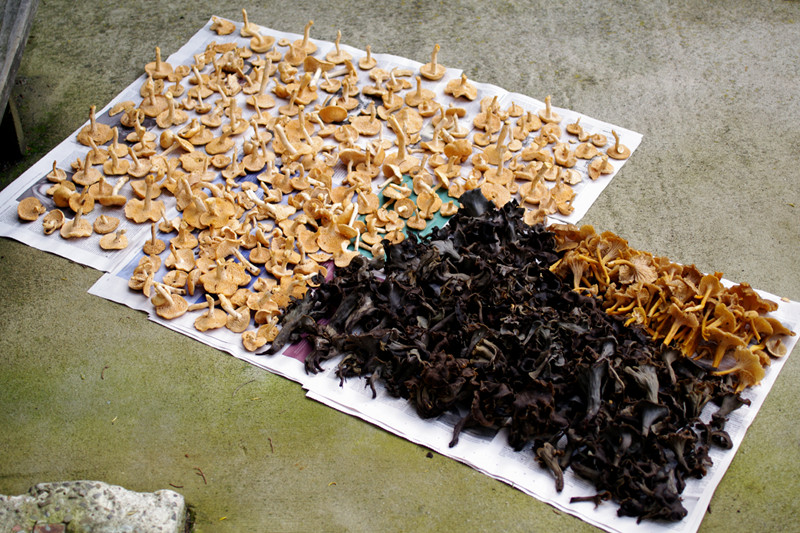 Nine pounds of hedgehog, black trumpet, and yellow chanterelle mushrooms, laid out on paper