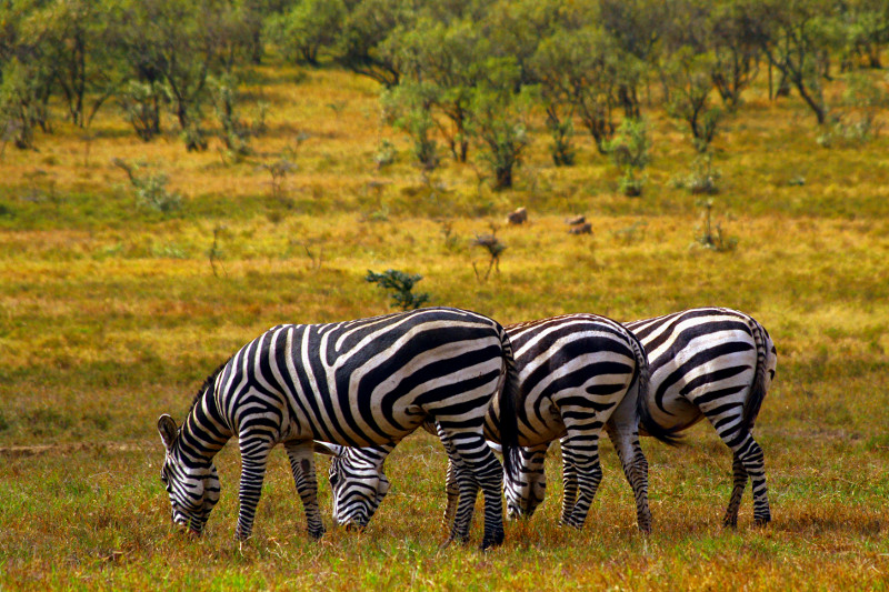 hells gate national park kenya three zebras