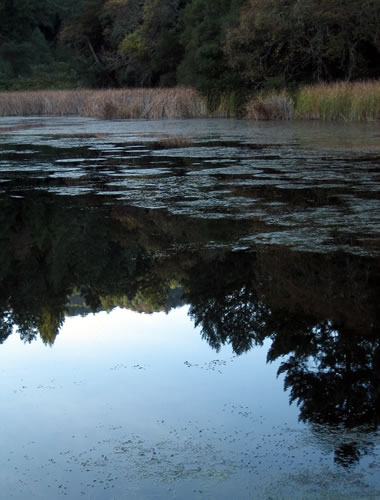 Reflection in a lake at Jack London State Historic Park