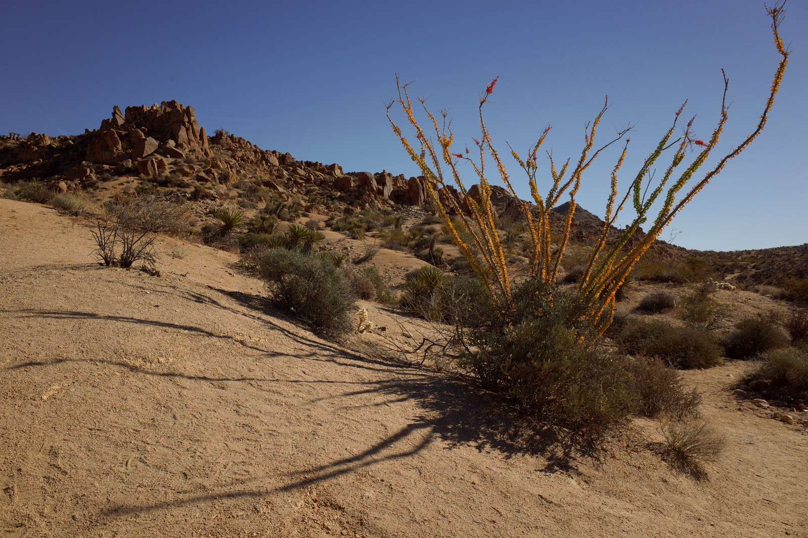 Flowering ocotillo on the trail to the Lost Palms Canyon in Joshua Tree National Park