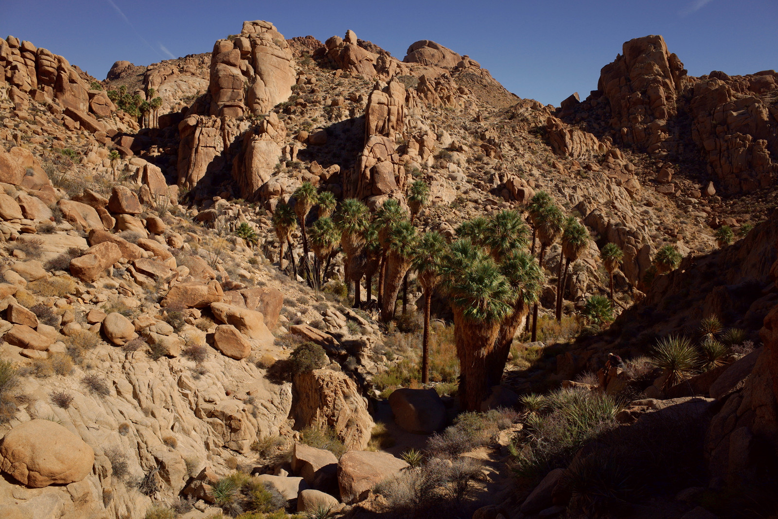 Lost Palms Canyon in Joshua Tree National Park