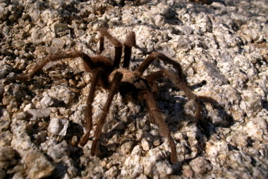Tarantula at Joshua Tree National Park
